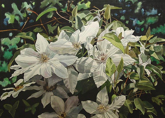 White Clematis