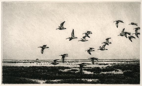 Curlew in Flight 20/150