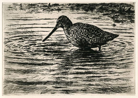 Evening Dowitcher 11/90