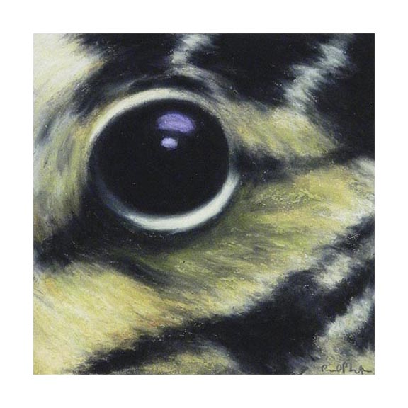 Bird: American Woodcock 12.20.00