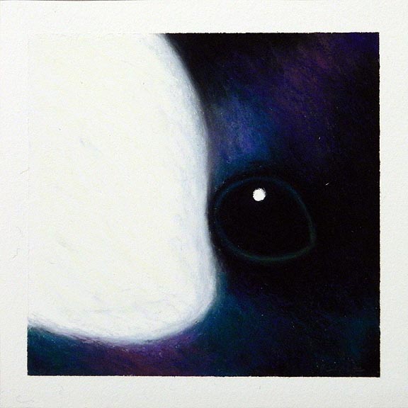 Bird: Bufflehead 4.12.97