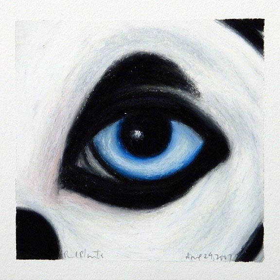 Mammal: Dalmatian 4.29.07