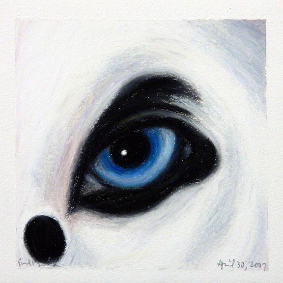 Mammal: Dalmation I 4.30.07