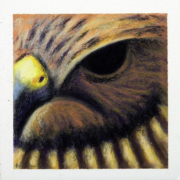 Bird: Red-shouldered Hawk 4.13.92