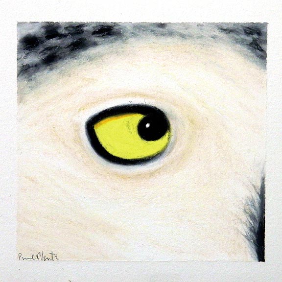 Bird: Snowy Owl 7.12.01